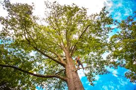 Best Lot and Land Clearing  in Nemacolin, PA