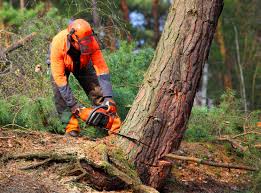 Best Tree Maintenance Programs  in Nemacolin, PA