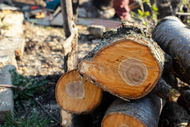 Best Tree Trimming and Pruning  in Nemacolin, PA