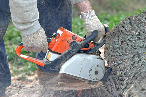 Best Seasonal Cleanup (Spring/Fall)  in Nemacolin, PA