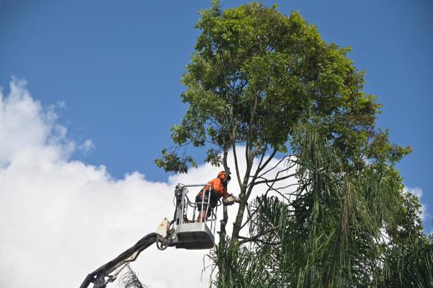 Reliable Nemacolin, PA Tree Services Solutions