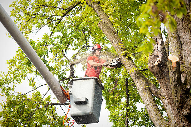 Best Tree Removal  in Nemacolin, PA