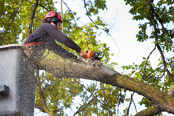 Best Tree Maintenance Programs  in Nemacolin, PA