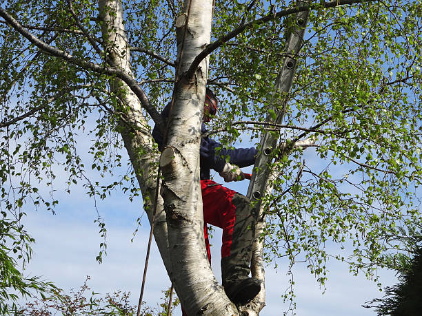 Best Hazardous Tree Removal  in Nemacolin, PA