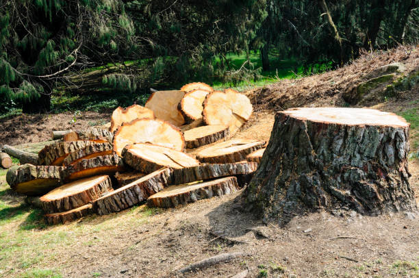 How Our Tree Care Process Works  in  Nemacolin, PA